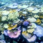 Parts of Great Barrier Reef record highest coral deaths due to heat, storms