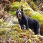 The Colombian coffee growers protecting the spectacled bear