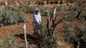 Israel deports 32 activists aiding Palestinian olive farmers amid attacks