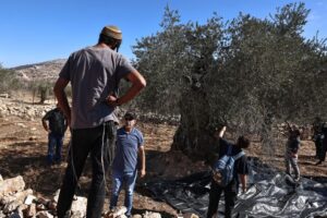 Israeli army, settlers target Palestinian olive harvesters in West Bank