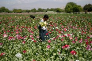 Afghanistan’s opium crop falls 20 percent as synthetic drugs surge