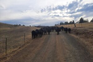 US ranchers whiplashed by Trump’s beef policies