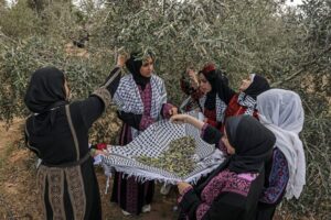 Palestine’s olives: A visual guide to the annual harvest and traditions