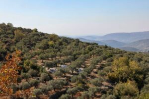 Olive farmers face danger, neglect after Israel’s war in southern Lebanon