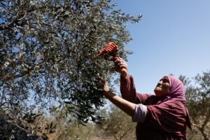 Israeli attacks on olive harvest ‘threaten Palestinian way of life’: UN