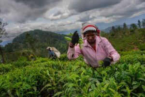 ‘Like wastelands’: Sri Lanka tea plantations suffer Cyclone Ditwah’s wrath