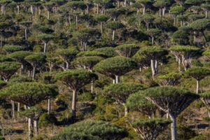 Are rainforests now a cause of, rather than the answer to, climate change?