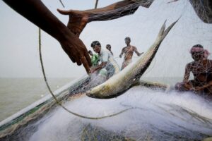 Can fish hook voters in India’s West Bengal elections?