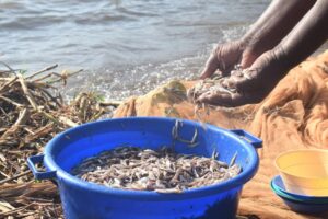 Kenyan women defy fishing taboos as climate change threatens Lake Victoria