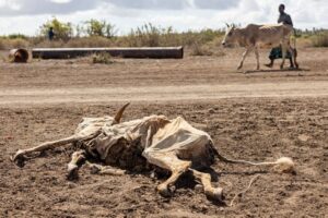 More than 6 million Somalis face hunger amid climate shocks and conflict