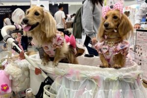 Japan’s pet care industry booms as ‘fur babies’ outnumber infants