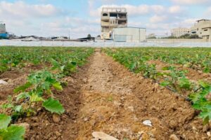 Small-scale projects offer hope for Gaza farmers rebuilding lives